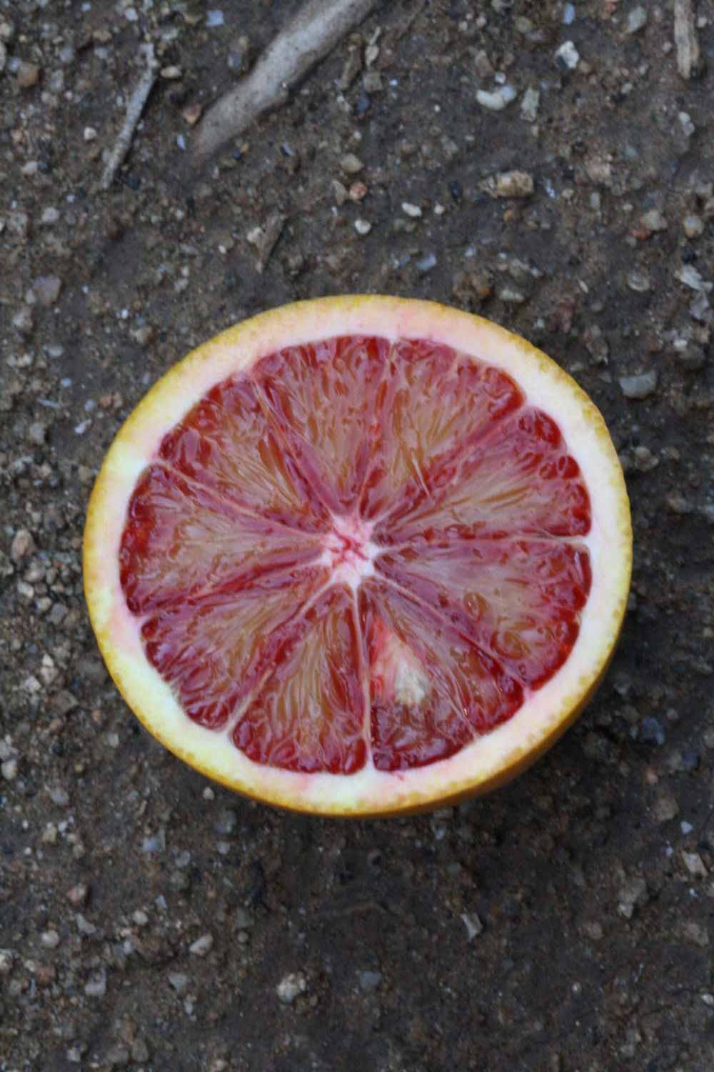              Fruit cross-section (Riverside, CA)       